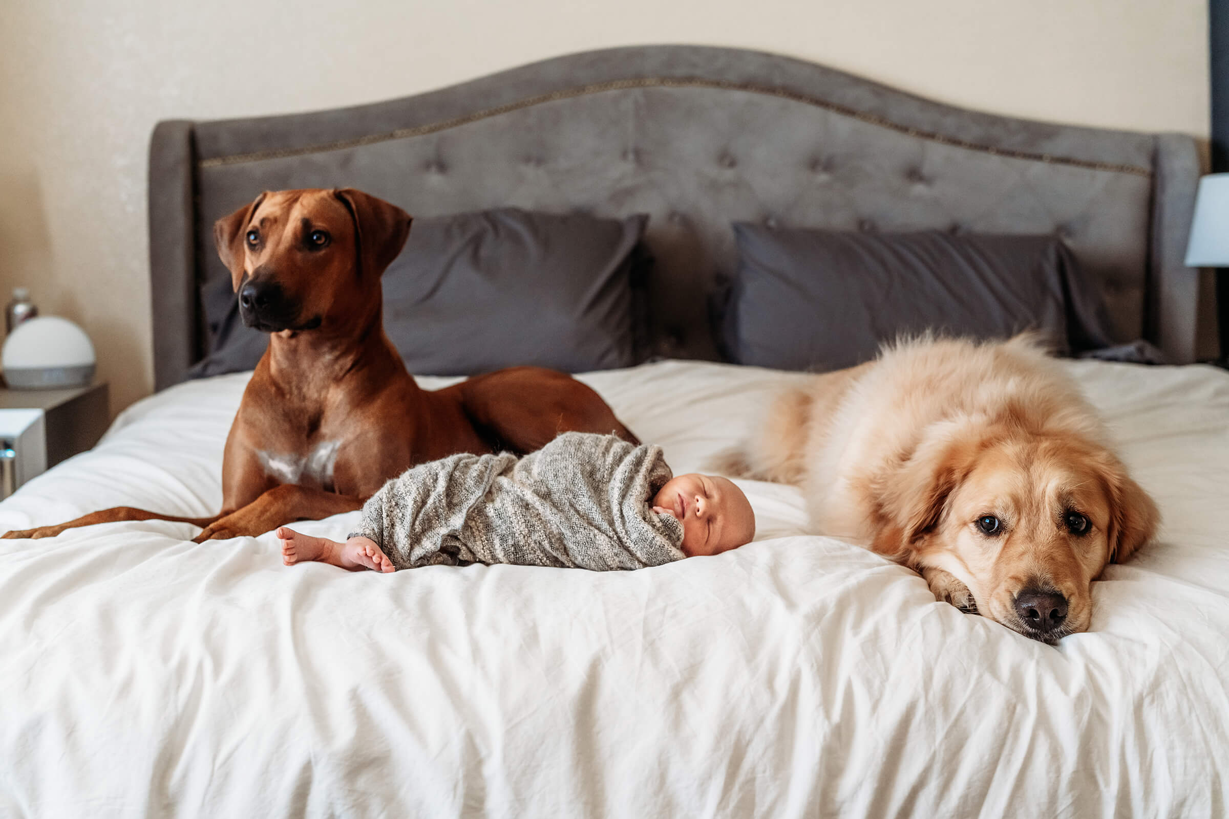 dogs with their new baby human